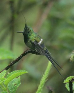 Wire-crested Thorntail