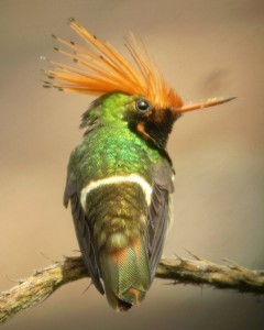 Rufous-crested Coquette. Photo: Alex Duran