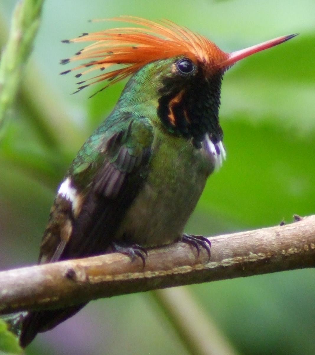 Hummingbirds of Manu National Park