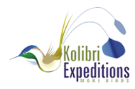 Kolibri Expeditions - Peru Birding Tours and Birdwatching Holidays Worldwide