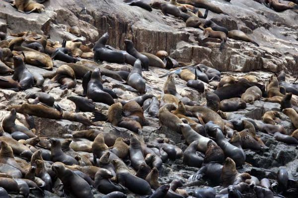 South American Sea Lion. Photo: Gunnar Engblom.