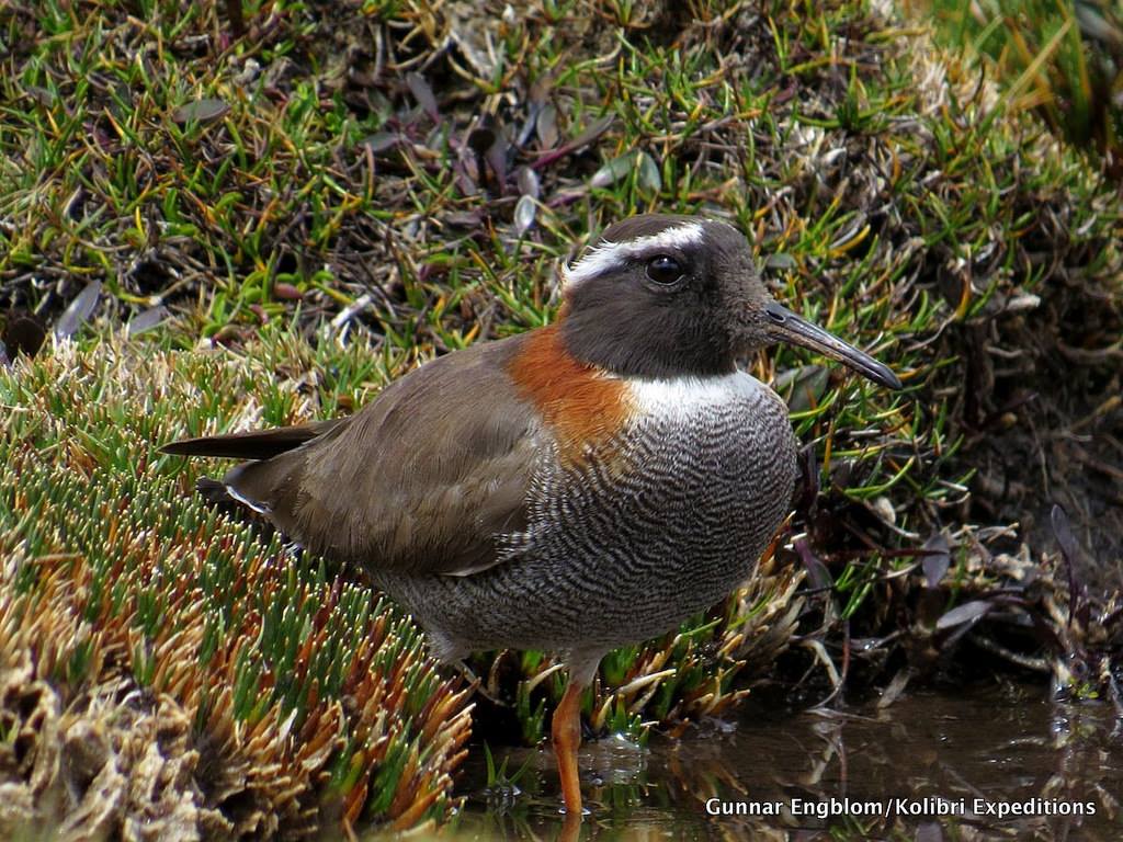 Diademed Sandpiper-Plover Phegornis mitchellii Marcapomacocha, Per Photo:Gunnar Engblom