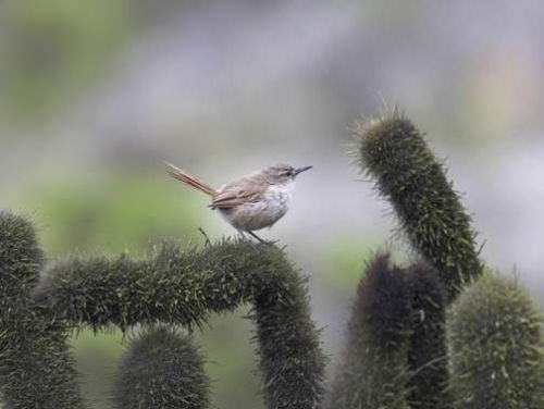 Cactus Canastero, Asthenes cactorum. Lomas de Lachay, Lima, Perú. Photo:Robert Scanlon