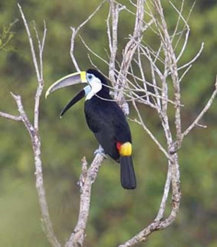 White-throated Toucan, Ramphastos tucanus. Manu, Per? Photo:Gunnar Engblom