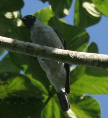 Black-faced Cotinga, Conioptilon mcilhennyi. Los Amigos Research Center, Per? Photo:Gunnar Engblom