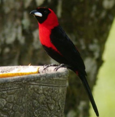 Masked Crimson Tanager, Ramphocelus nigrogularis. Manu Road, Per Photo:Roger Ahlman Masked Crimson Tanager, Ramphocelus nigrogularis. Manu Road, Per Photo:Roger Ahlman