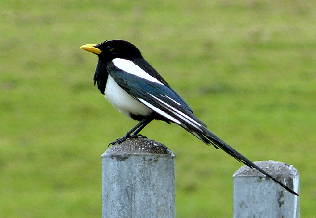Yellow-billed Magpie - By Linda Tanner [CC-BY-2.0 (http://creativecommons.org/licenses/by/2.0)], via Wikimedia Commons