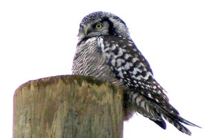 Northern Hawk Owl Peru, NY Dec 2008. Photo: Corey Finger 