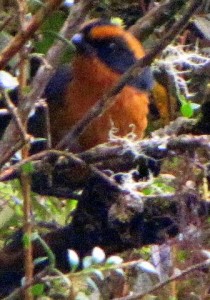 Rufous-browed Hemispingus. Photo: Andy Kratter