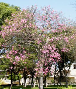 Ceiba speciosa Floss Silk Tree