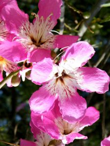 Flower details - Ceiba speciosa