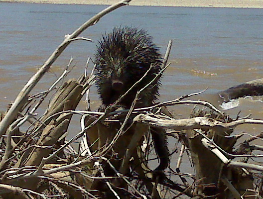 Bicolor-spined Porcupine (Coendou bicolor)