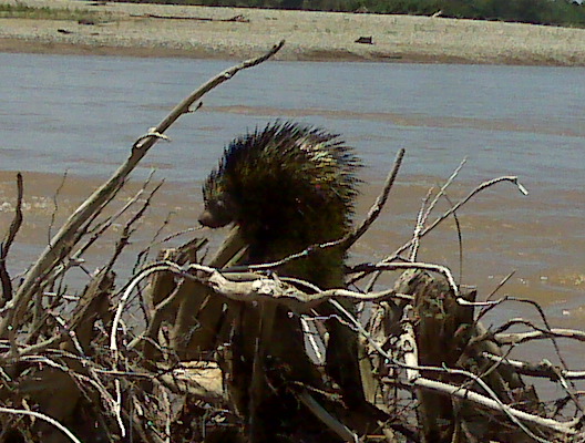 Bicolor-spined Porcupine