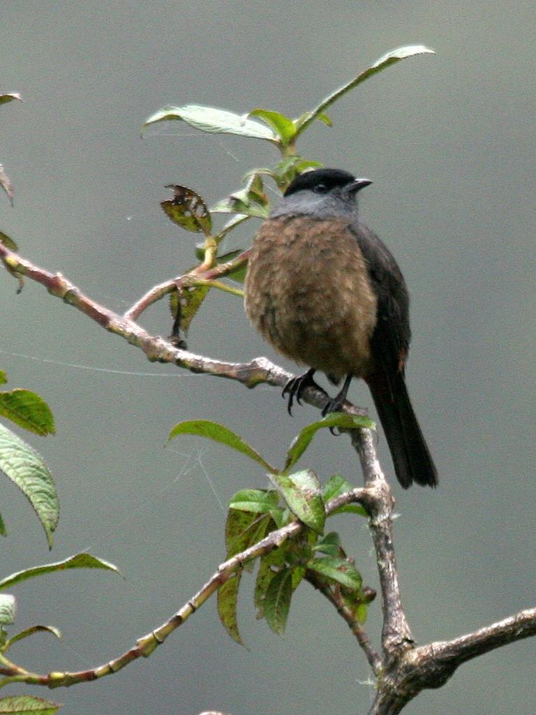 Bay-vented Cotinga