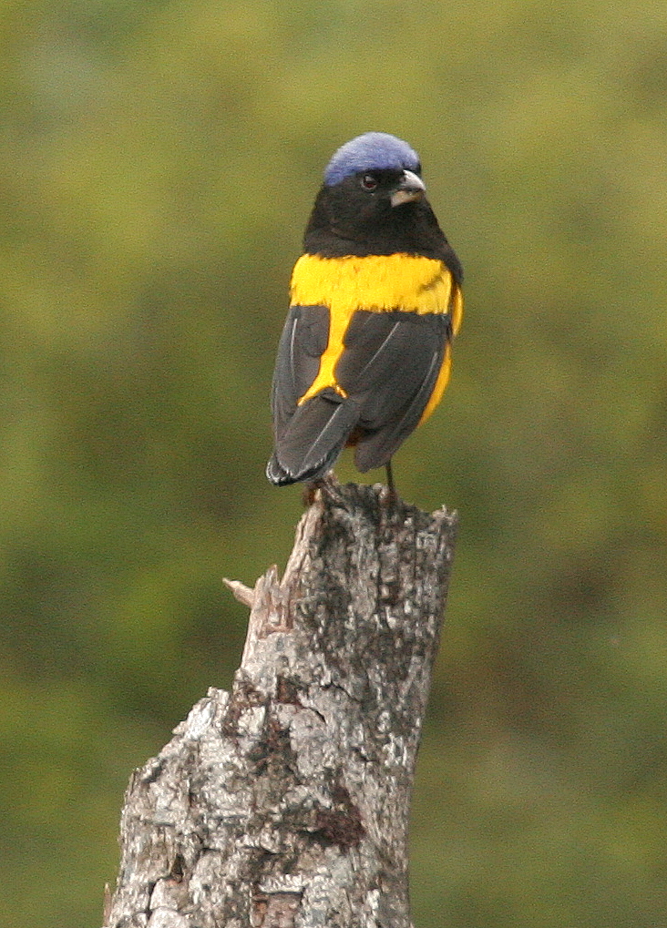 Фото птицы Moss backed Tanager
