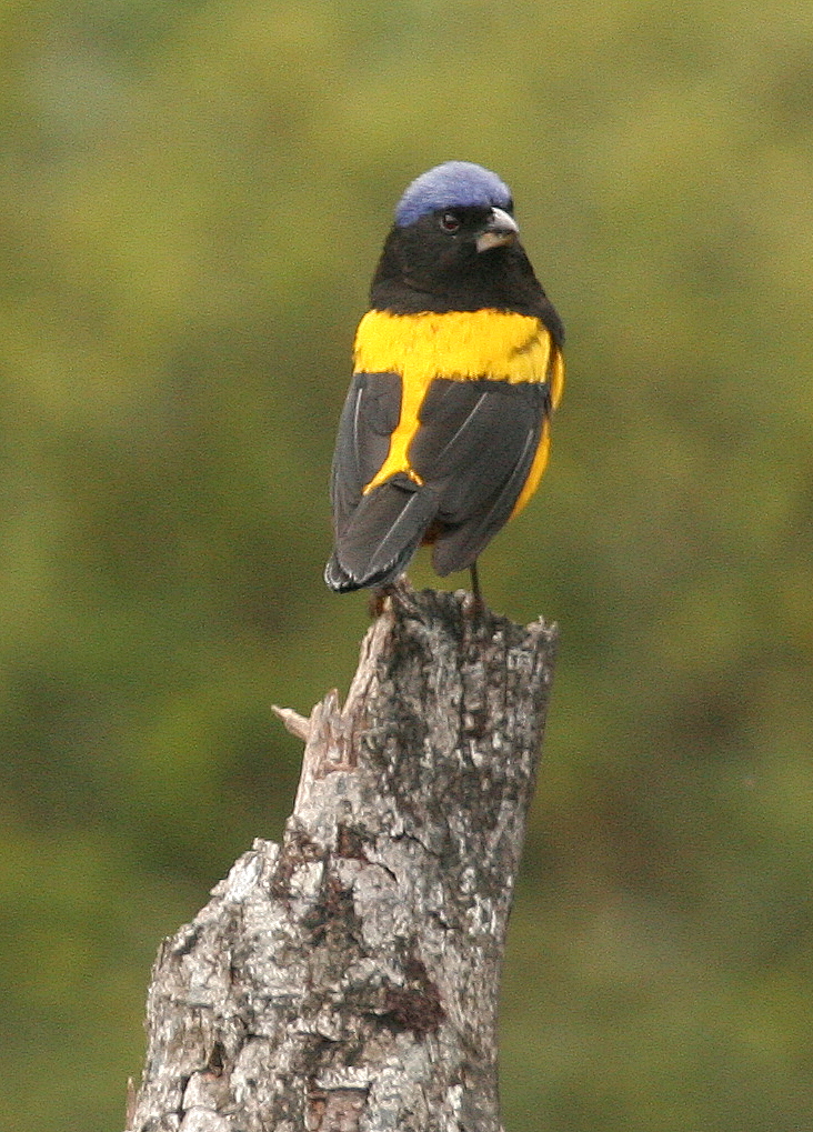 Golden-backed Mountain-Tanager