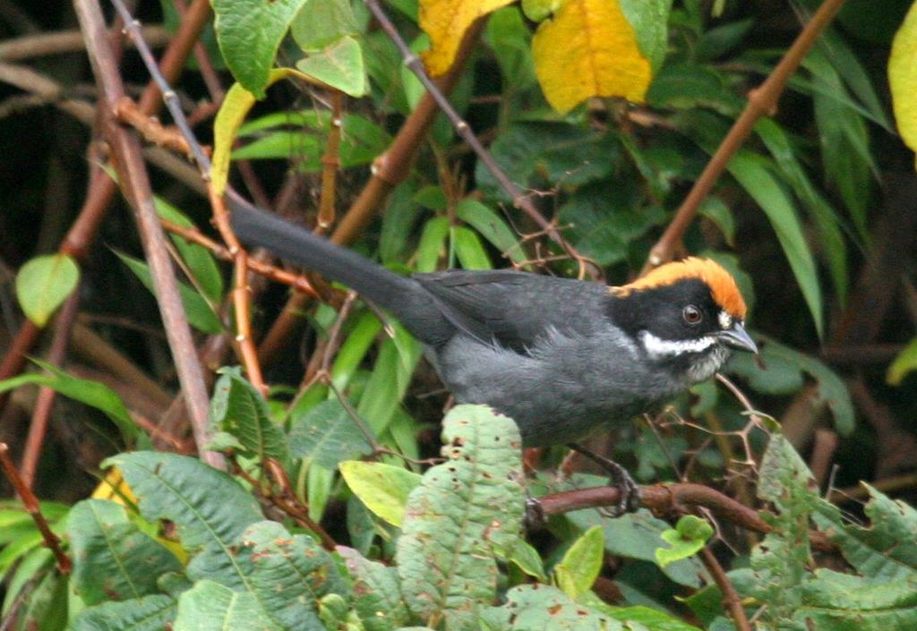 Taczanowski Brush-Finch (Slaty Brush-Finch)