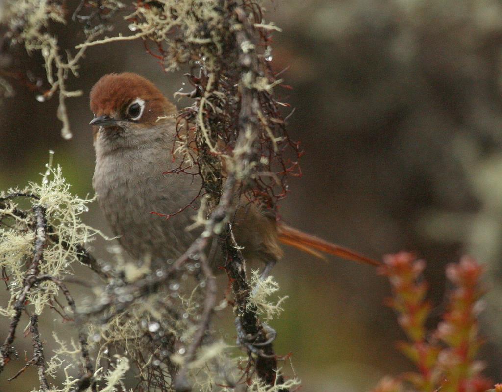 Eye-ringed Thistletail