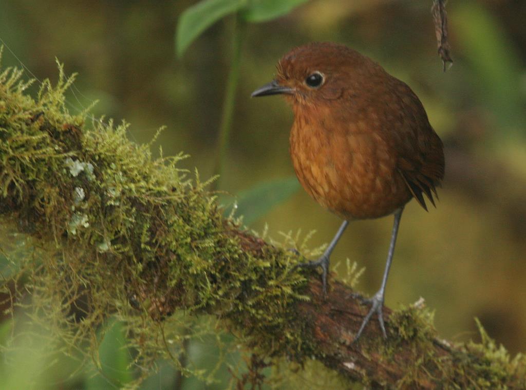 Obscure Antpitta (Grallaria rufula obscura)