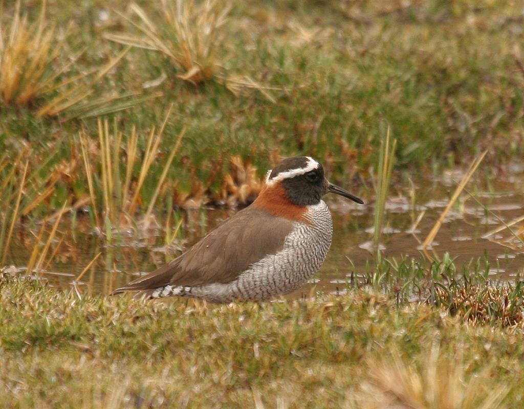 Diademed Sandpiper-Plover