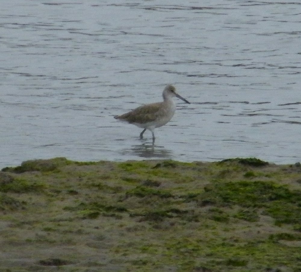 Willet 1