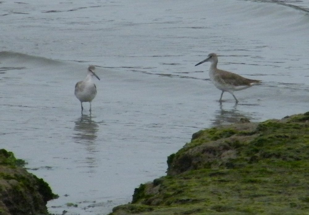 willet