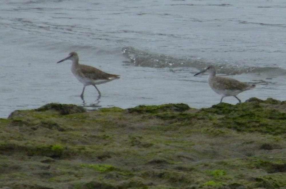 Willet 3