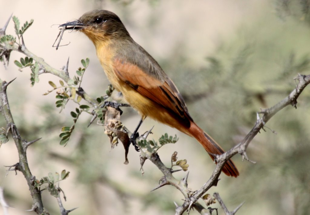 Rufous Flycatcher. Bosque Pomac. Photo Gunnar Engblom Rufous Flycatcher. Bosque Pomac. Photo Gunnar Engblom. Rufous Flycatcher is one of the most wanted endemic species in the region and generally uncommon to rare.