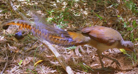 Suberb Lyrebird from Australia is one of the world's best mimics. 
