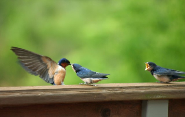 Barn Swallow. Feed me mama. Photo: Wren of Wrenaissance reflections