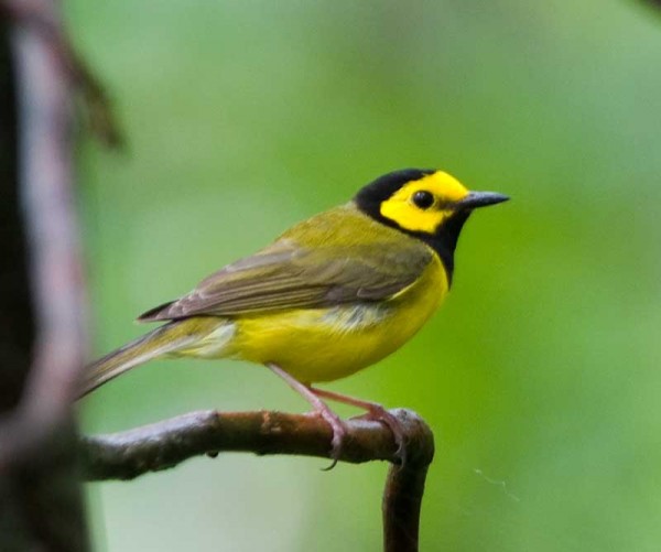 Hooded Warbler Hooded Warbler was a lifer for Amber Coakley of Birder's Lounge on her recent trip to Ozark Mts in Arkansas.