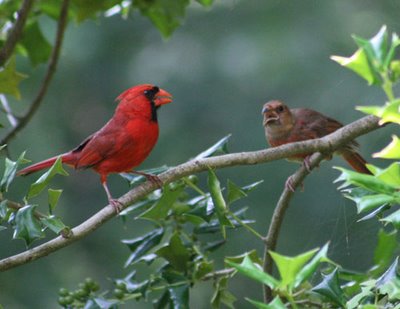 Northern Cardinal and juvenile. Photo: Vickie Henderson of Vickie Henderson Art