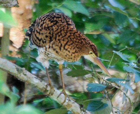 Juvenil Rufescent Tiger-Heron from Gamboa, Panama. Photo: Jan Axel of Jan Axel Blog 