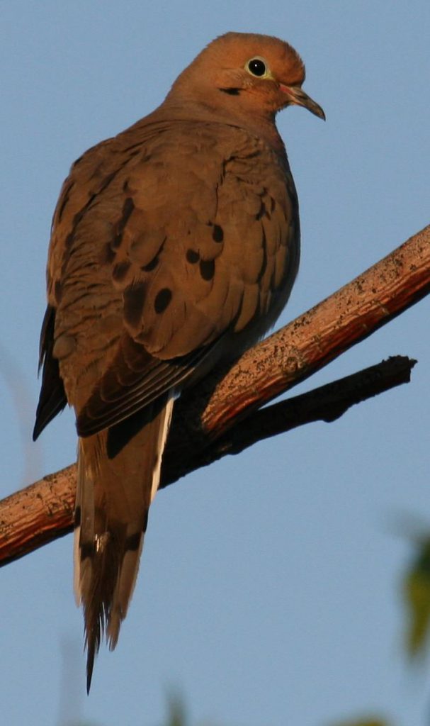 Begin the day with birds. Mourning Dove at first light a summer morning. Photo: Dave Alcock of DaveA's Birding Blog 