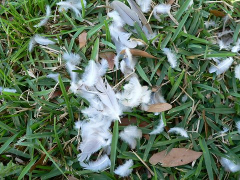 Loose feathers. Who done it? Photo: Jace Stansbury of Journals of an Amateur Naturalist.