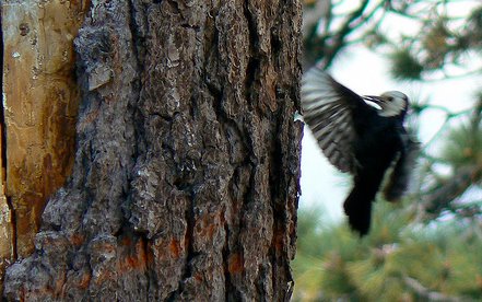 White-headed Woodpecker Liza Lee Miller White-headed Woodpecker. The story behind the poem. Photo: Liza Lee Miller of Birding by HappenStance. Birding just Happens.