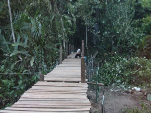 Bridge to Harpy nest near Puerto Maldonado