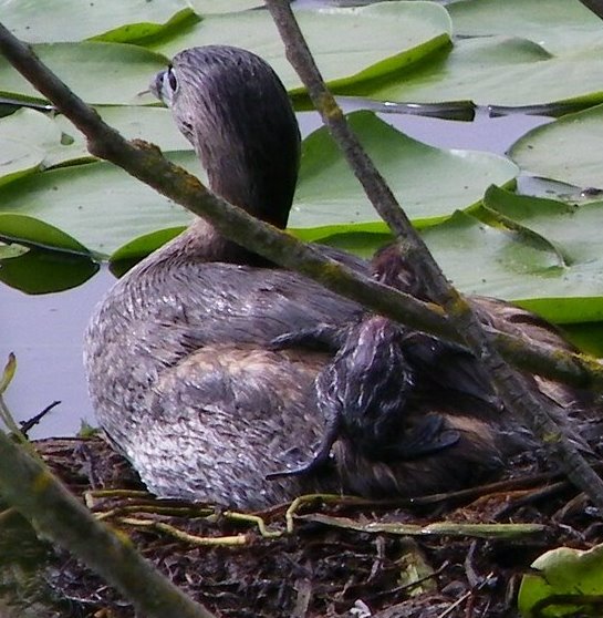 Pied-billed Grebe, with baby Grebe on the back. Photo: Fiona Cohen of Nature Geek Northwest