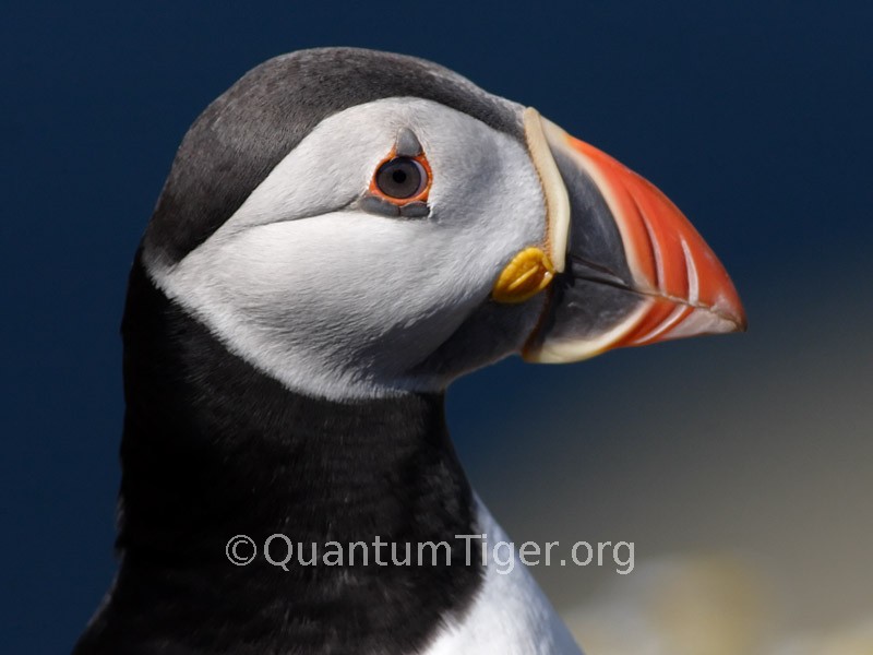 Atlantic Puffin. What a bill! Photo: Ian Coleman of Quantum Tiger