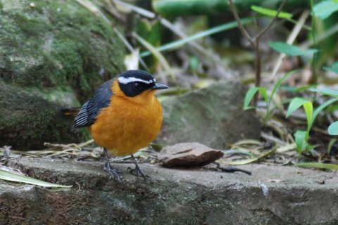 Rüppell’s Robin-Chat (Cossypha semirufa). Photo: David Ringer of Search and Serendipity