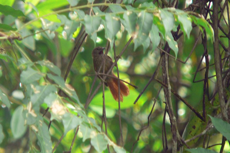 Delta Amacuro Softtail - Mike Todd Delta Amacuro Softtail - Mike Todd. Yet another new species from the Orinoco river. This one is also soon to be described.