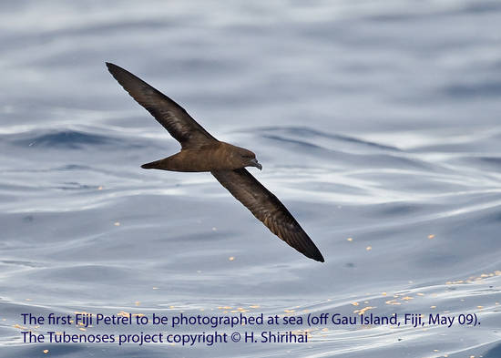 Fiji Petrel. The Tubenose project. Copyright: Hadoram Shirihai