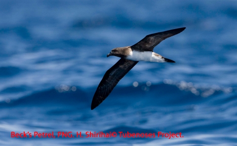 Becks Petrel, PNG, H. Shirihai The recently rediscovered Beck's Petrel, in the Bismarcks, PNG. Photo: Hadoram Shirihai © Copyright, Tubenoses Project