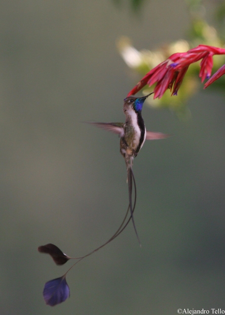 Marvelous Spatuletail 1 Alejandro Tello-1