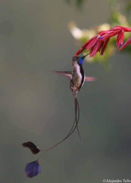 Marvelous Spatuletail Loddigesia mirabilis. Photo: ALejandro Tello