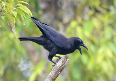Banggai Crow (Corvus unicolor) rediscovered. Photo: Phelippe Verbelen
