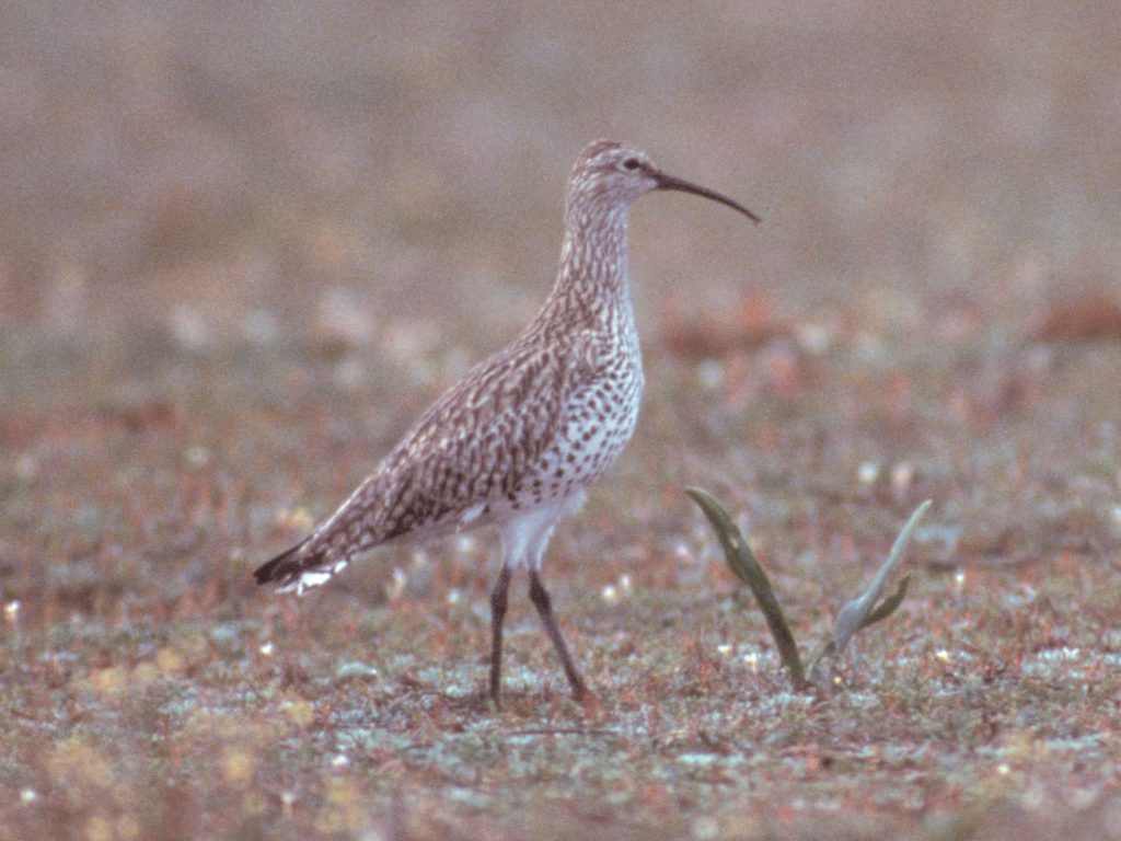 Slender-billed Curlew. Photo: Chris Gomersall 