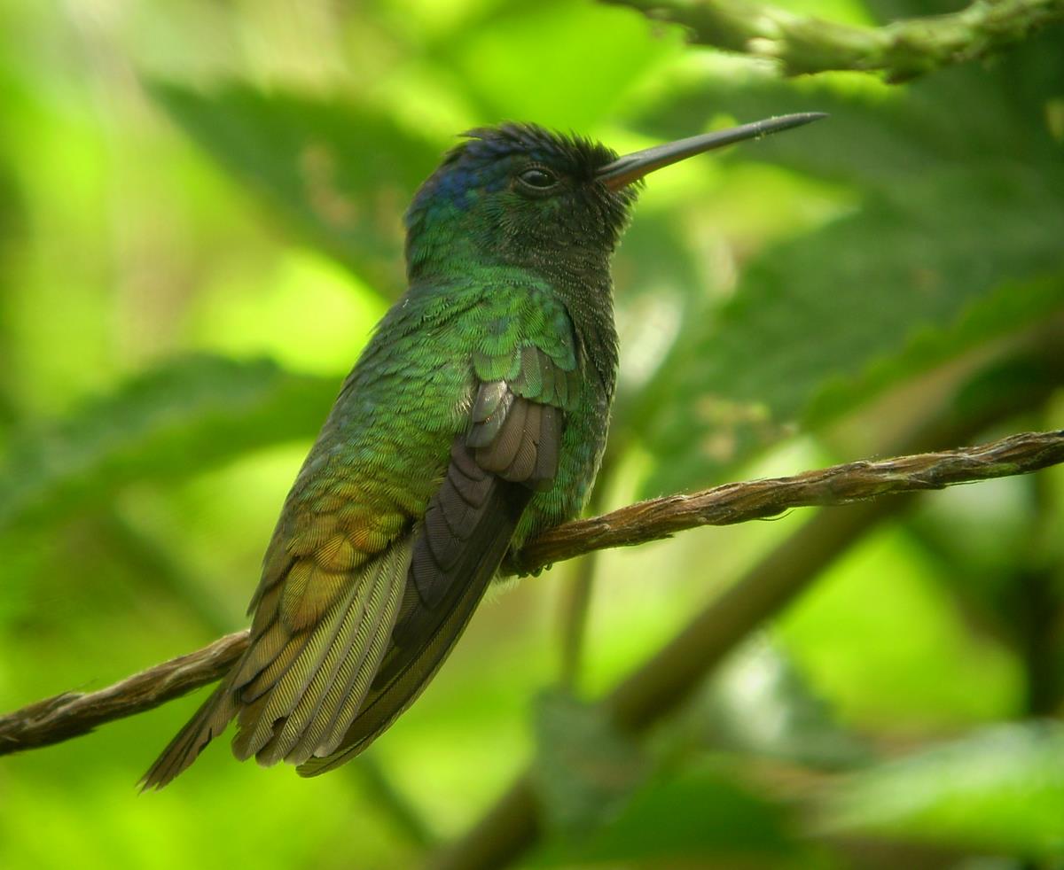 Coppery-tailed Emerald. Photo: Alex Durand