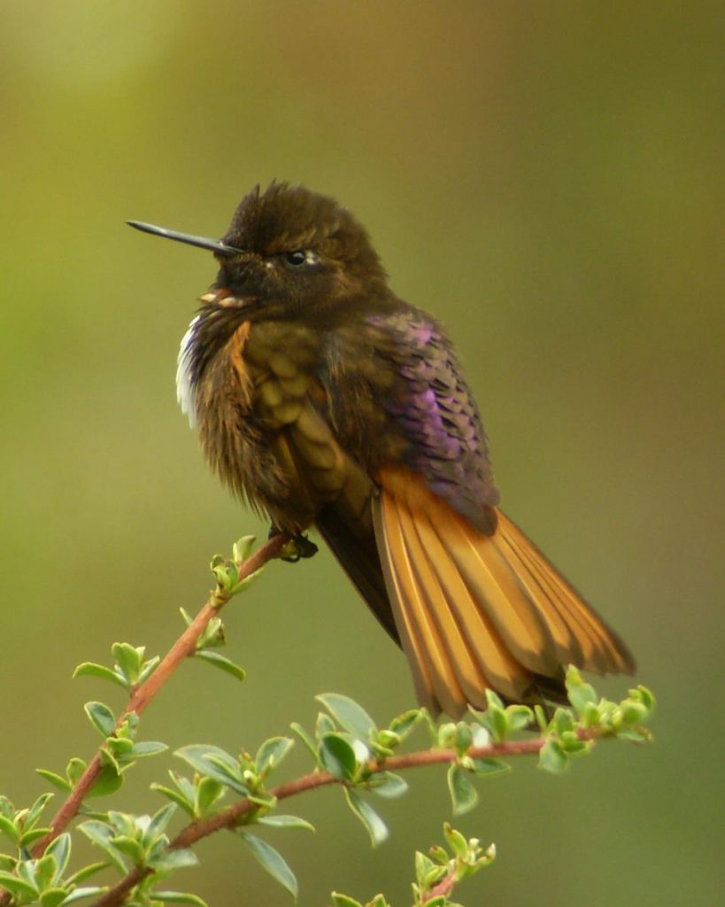 White-tufted Sunbeam. Photo: Alex Durand