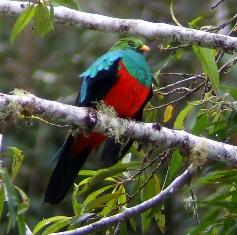 Golden-headed Quetzal. Satipo Road. Photo: Alex Durand